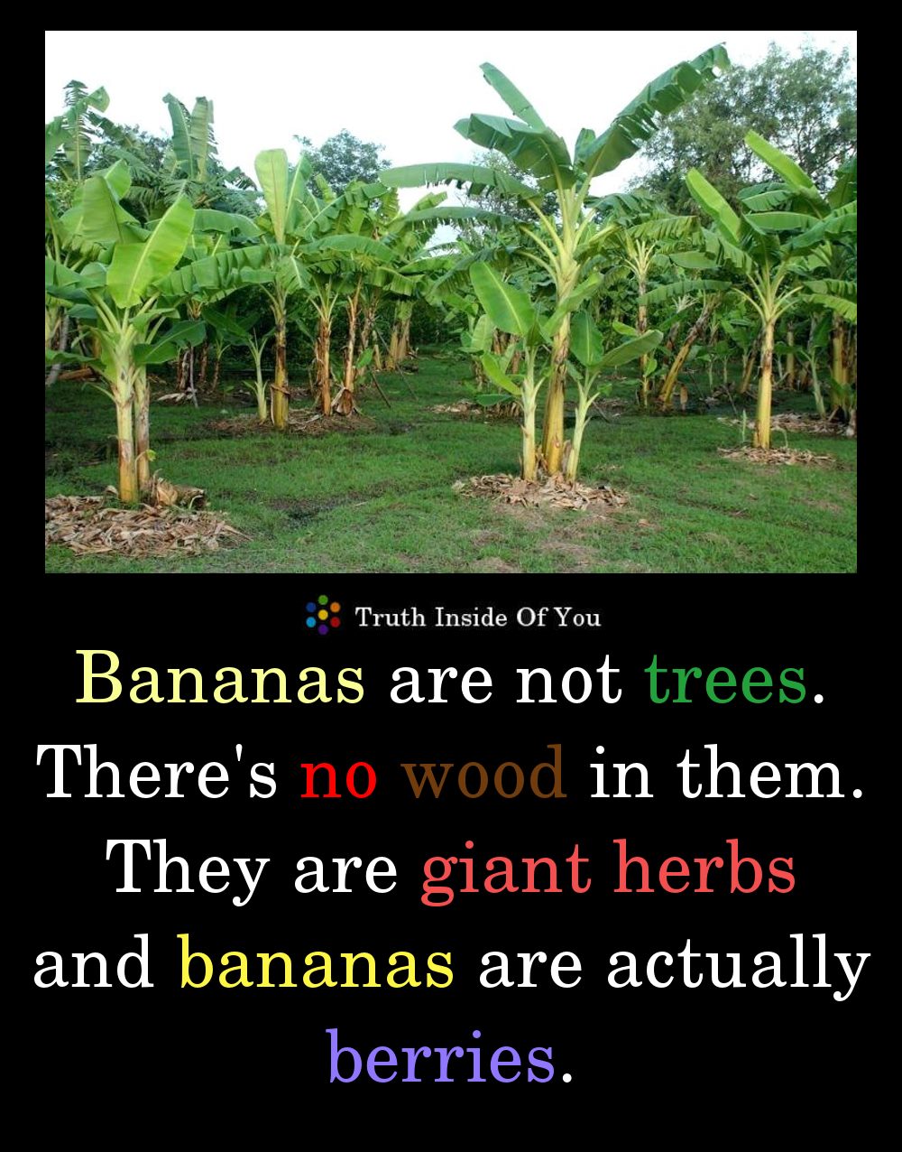 Bananas